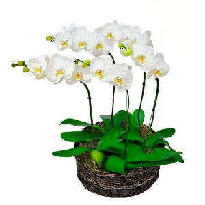 Imagem de Sofisticadas Orquídeas Phalaenopsis