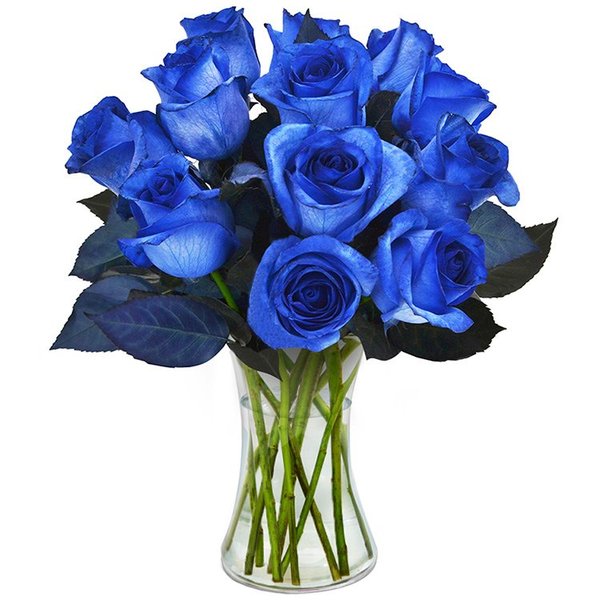 Luxuosas 12 Rosas Azuis