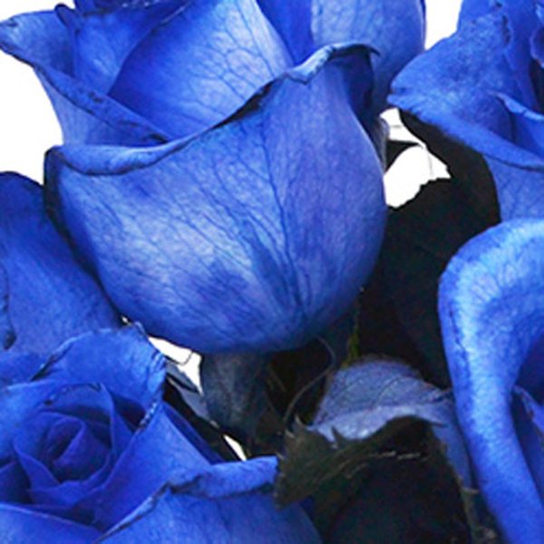 Luxuosas 12 Rosas Azuis