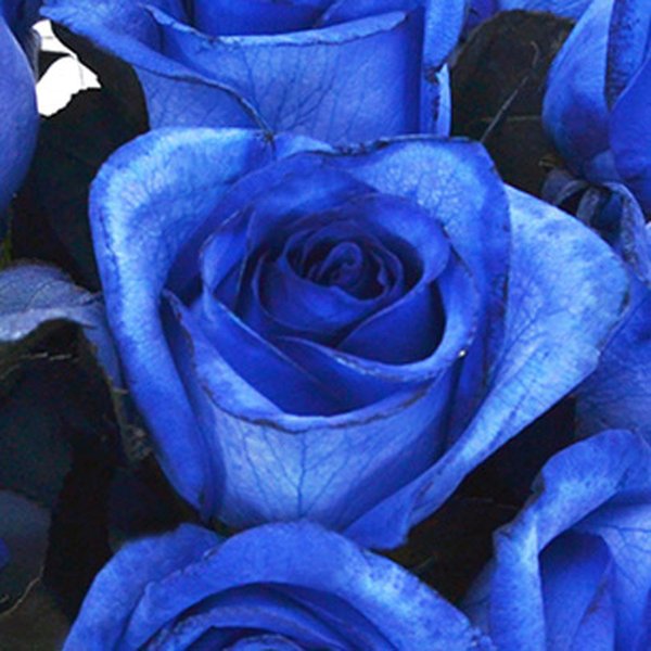 Luxuosas 12 Rosas Azuis