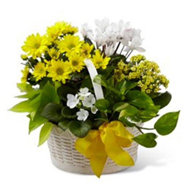 Flower Yellow & White Internacional