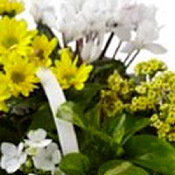 Flower Yellow & White Internacional