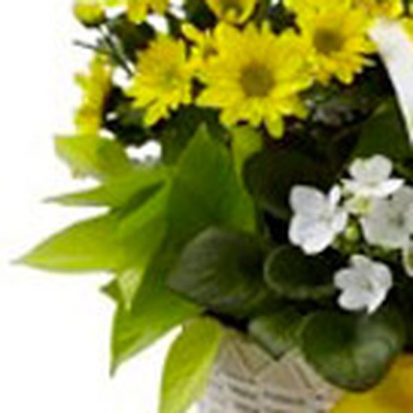 Flower Yellow & White Internacional