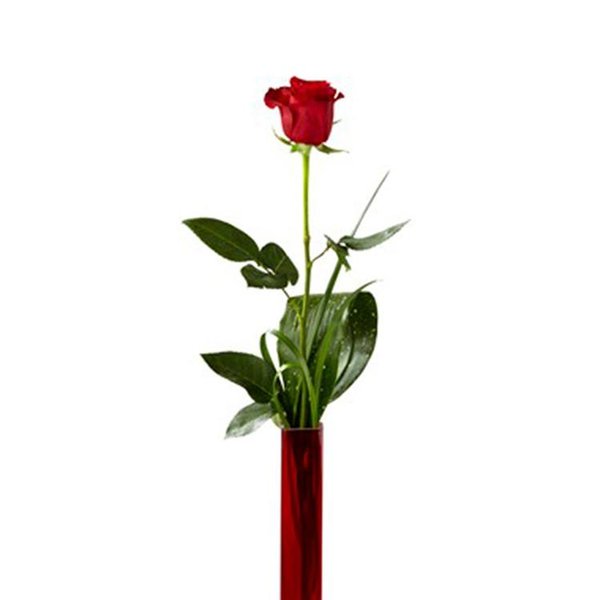 Flower Rosa Red Internacional
