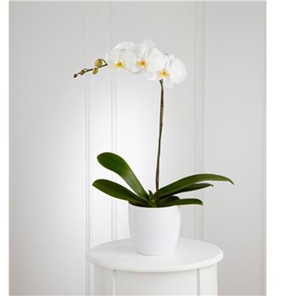 Requinte da Orquídea  Internacional