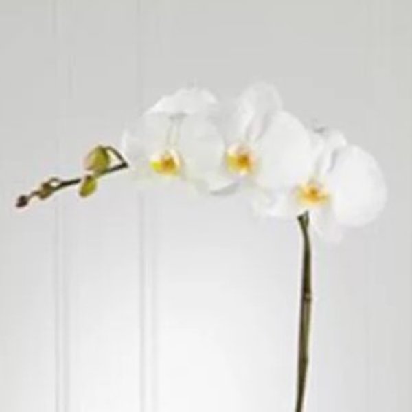Requinte da Orquídea  Internacional