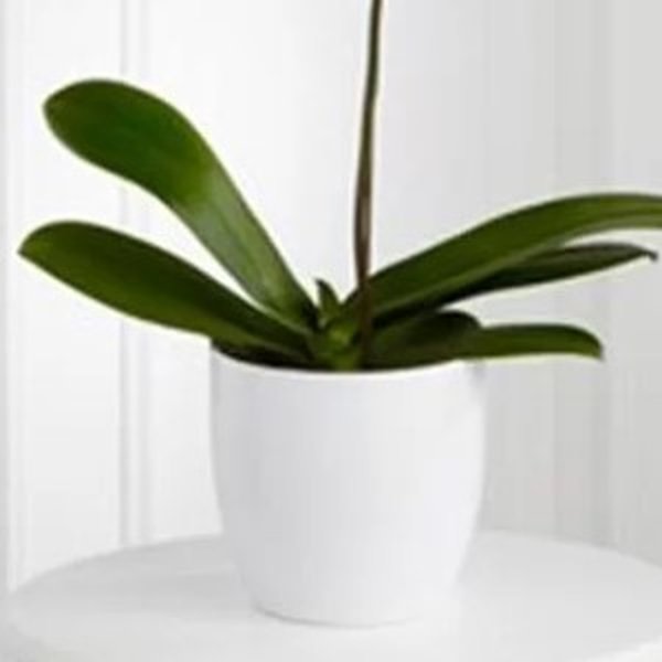 Requinte da Orquídea  Internacional