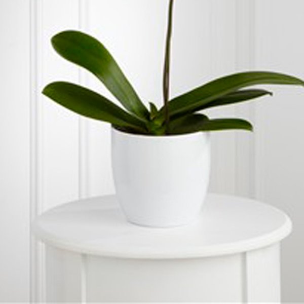 Requinte da Orquídea  Internacional