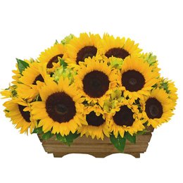 Imagem de Floratta de Girassóis