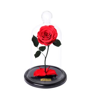 Imagem de A Rosa Encantada