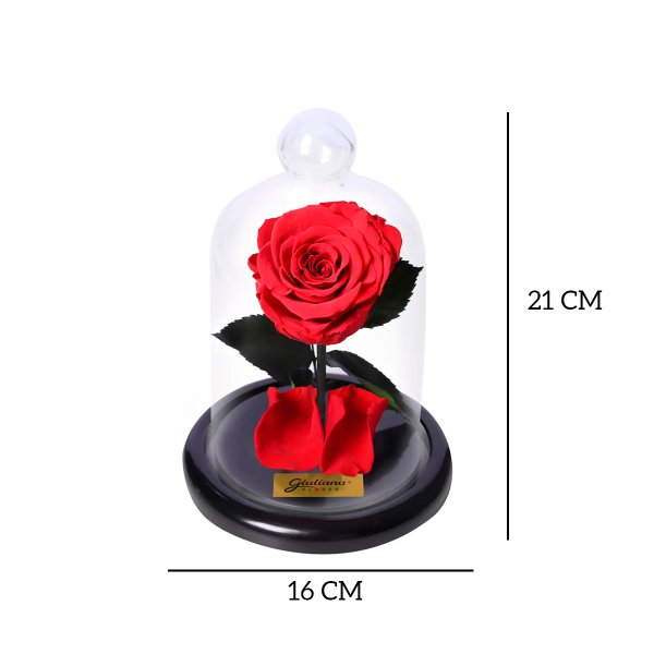 Mini Rosa Encantada