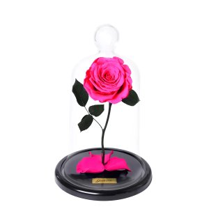 Imagem de A Rosa Encantada Pink