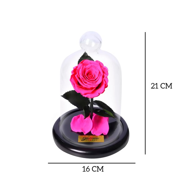 Mini Rosa Encantada Pink