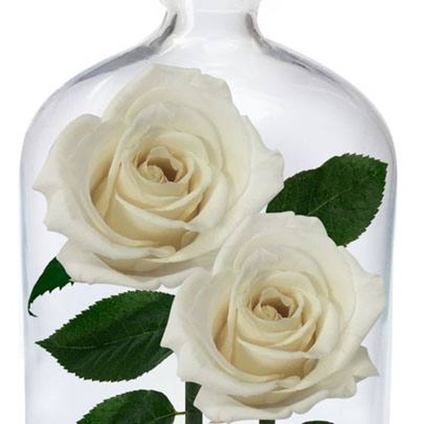 Jardim das Rosas Encantadas Brancas