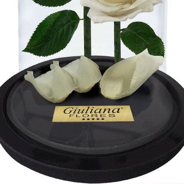 Jardim das Rosas Encantadas Brancas