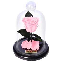 Imagem de A Rosa Encantada Cor de Rosa