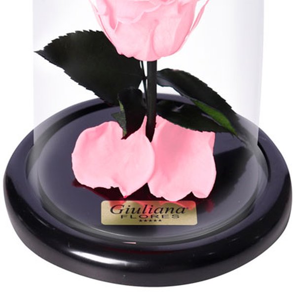 A Rosa Encantada Cor de Rosa