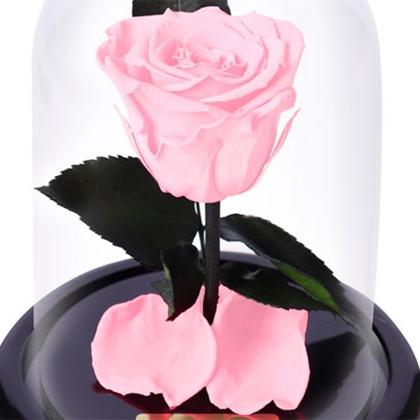 A Rosa Encantada Cor de Rosa