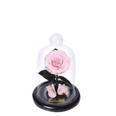 Mini Rosa Encantada Cor de Rosa