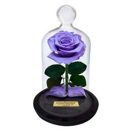 Imagem de A Rosa Encantada Lilás