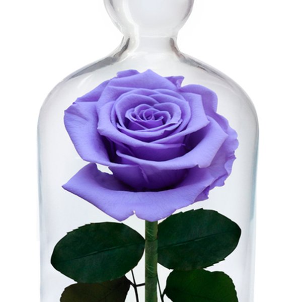 A Rosa Encantada Lilás