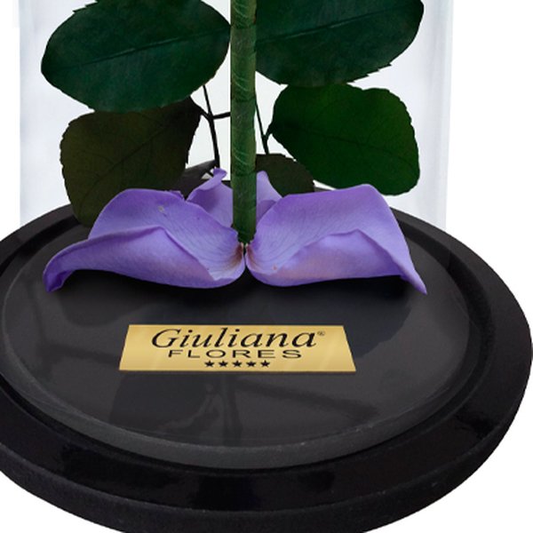 A Rosa Encantada Lilás