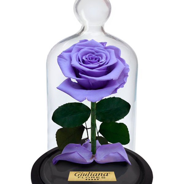 A Rosa Encantada Lilás