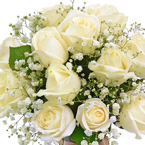 Elegância das Rosas Brancas