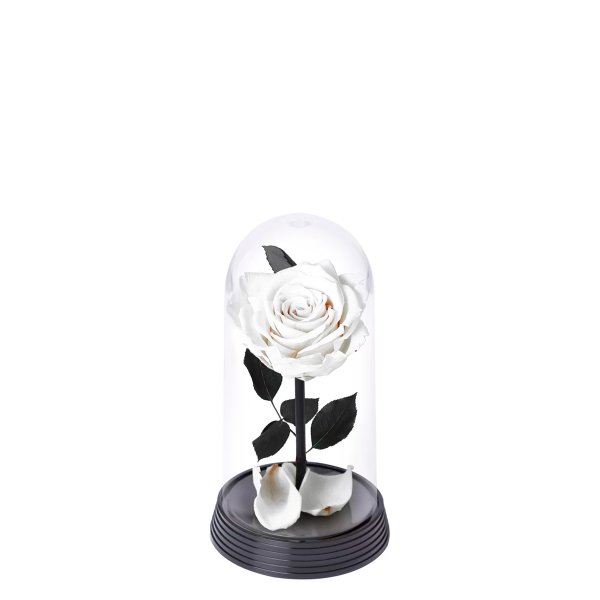 A Bela Rosa Encantada Branca