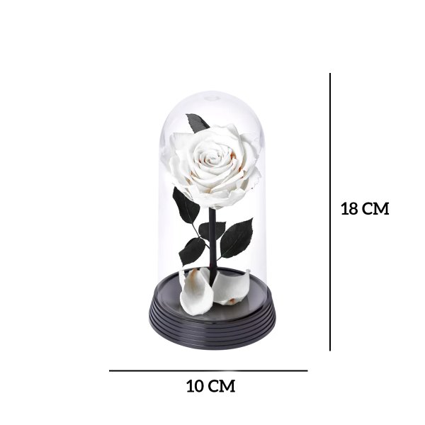 A Bela Rosa Encantada Branca