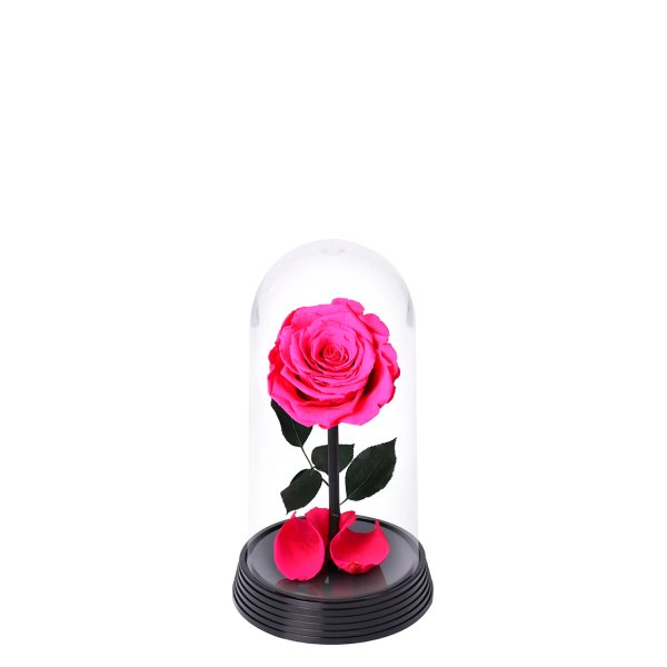 A Bela Rosa Encantada Pink