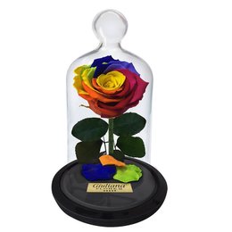 Imagem de A Rosa Encantada Arco-Íris