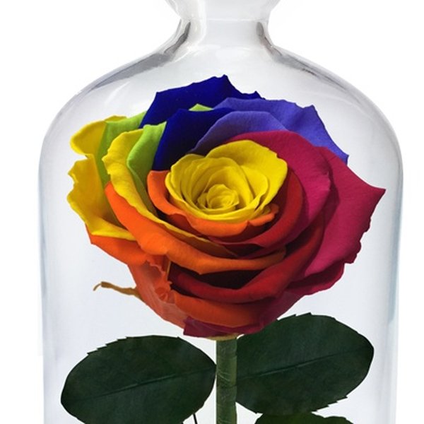 A Rosa Encantada Arco-Íris