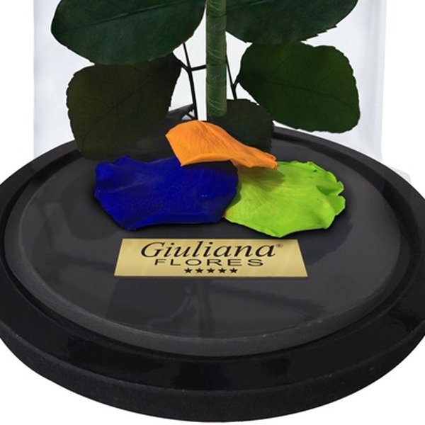 A Rosa Encantada Arco-Íris