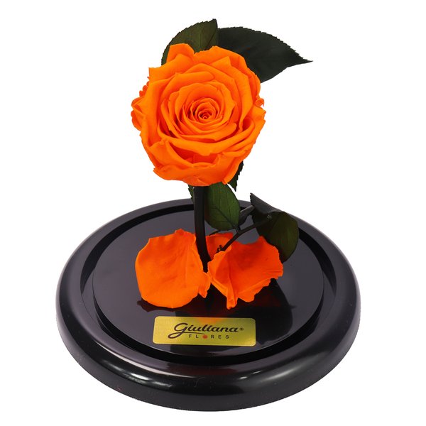 Mini Rosa Encantada Laranja