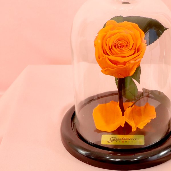Mini Rosa Encantada Laranja