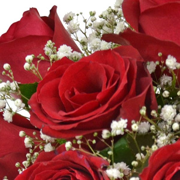Elegância das Rosas Vermelhas
