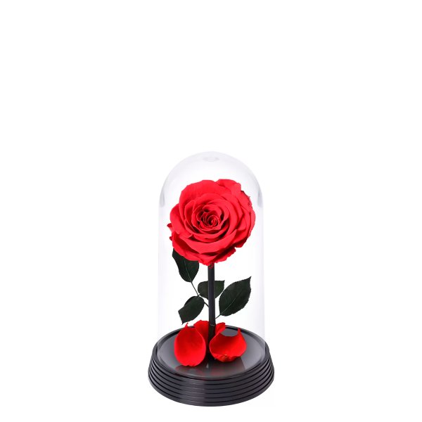 A Bela Rosa Encantada Vermelha