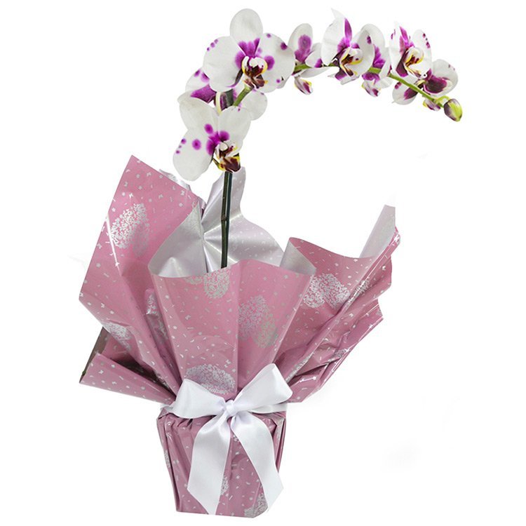 Orquídea Phalaenópsis Mesclada Presente