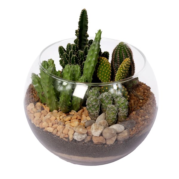 Aquário de Cactos