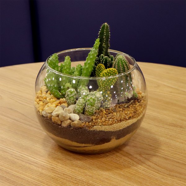 Aquário de Cactos
