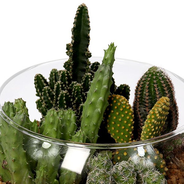 Aquário de Cactos