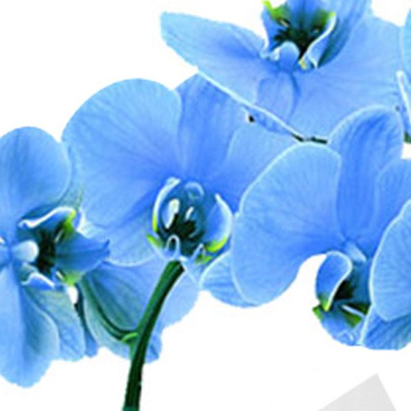 Orquídea Azul