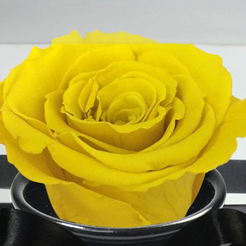 Rosê Encantada Yellow