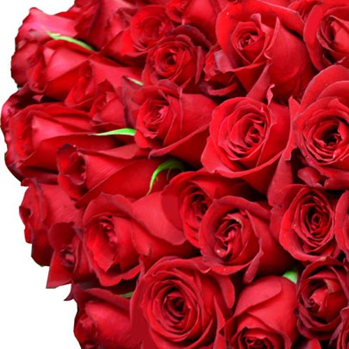 Mega Buquê de 200 Rosas Vermelhas