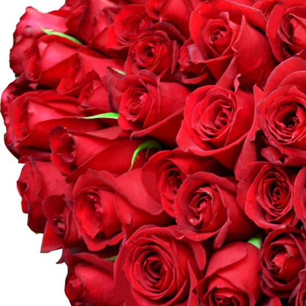 Mega Buquê de 200 Rosas Vermelhas