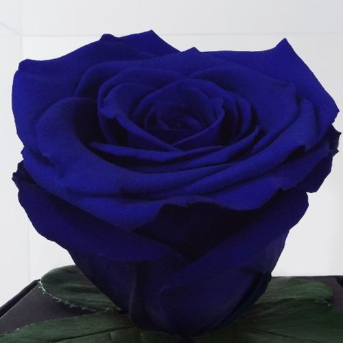 Rosê Encantada Azul Escura