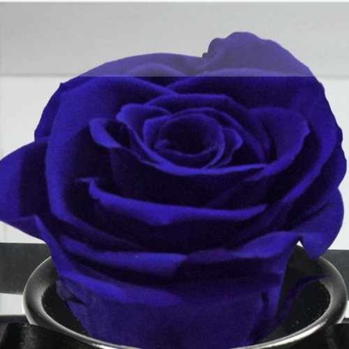 Rosê Encantada Azul Escura