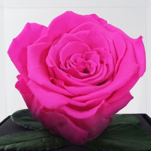 Rosê Encantada Pink