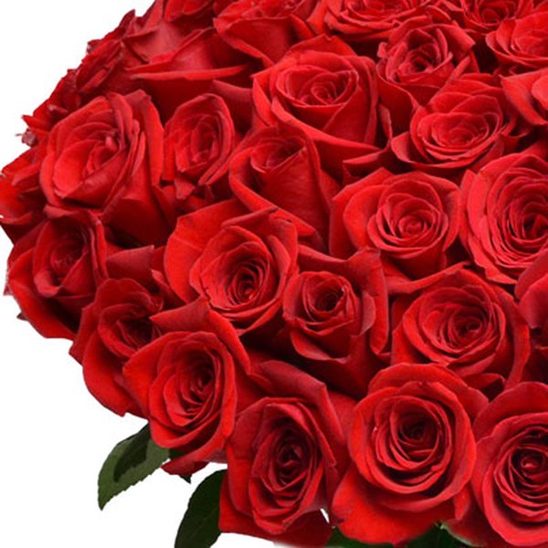 Mega Buquê de 100 Rosas Colombianas Vermelhas